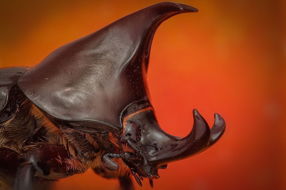 Rhinoceros Beetle