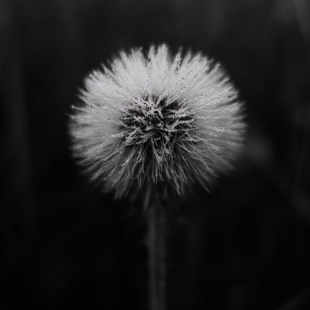 Photograph by Юлия Чиботарь