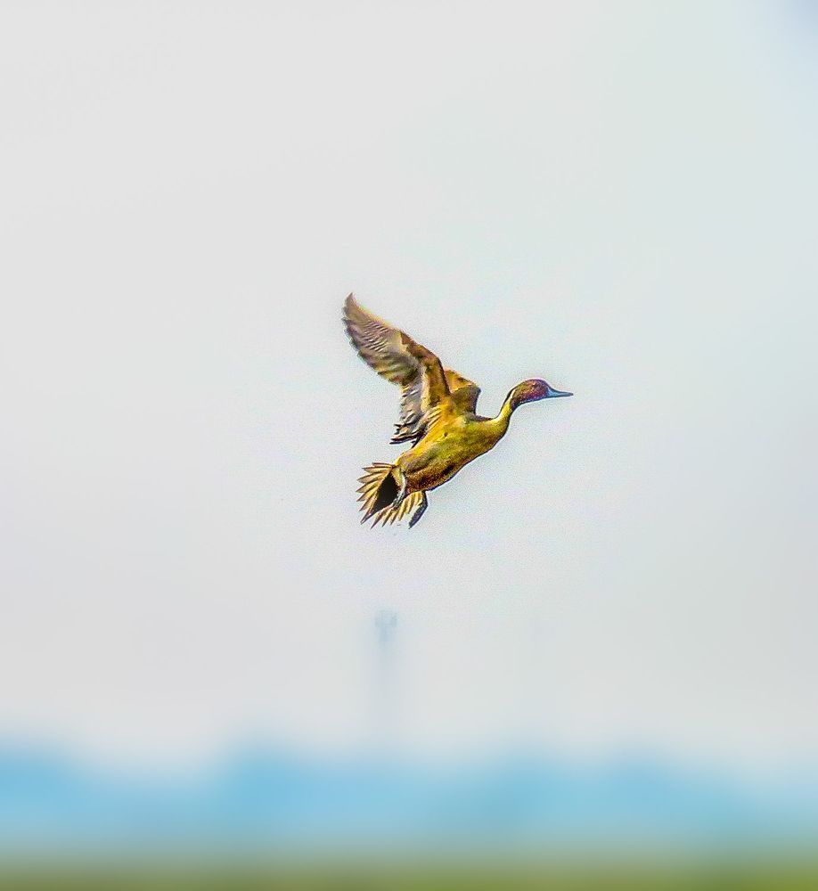 Photograph by Susmita Paul