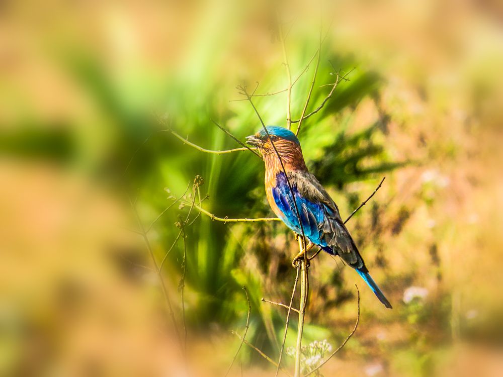 Photograph by Susmita Paul