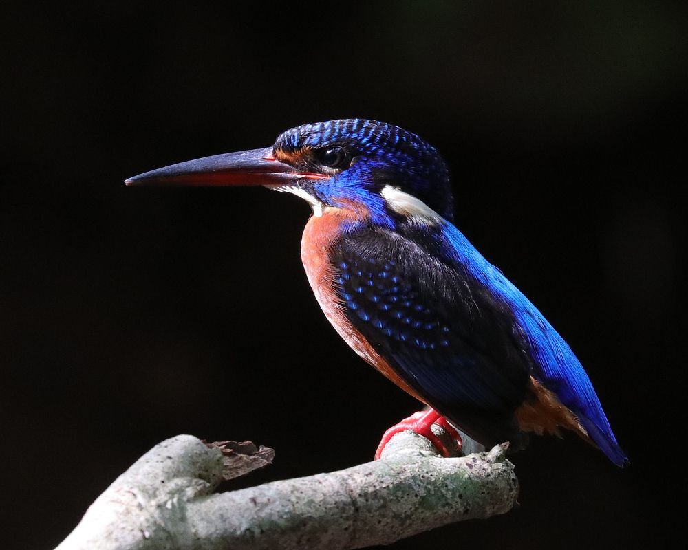 Blue eared kingfisher
