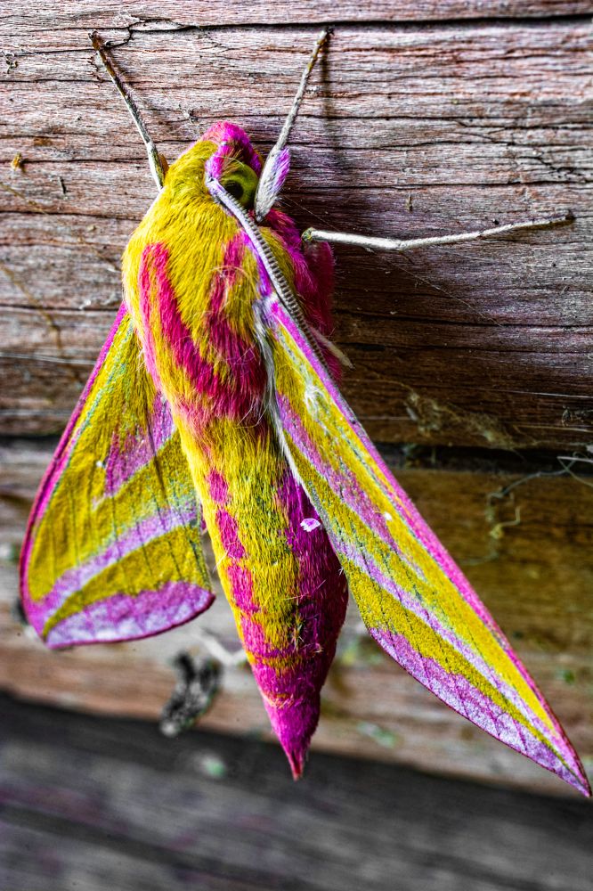 Photograph by Виктор Степанов