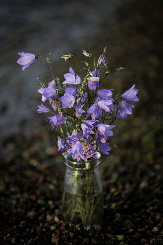 Фотография автора Anna