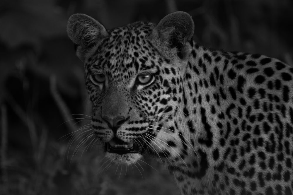 LEOPARD