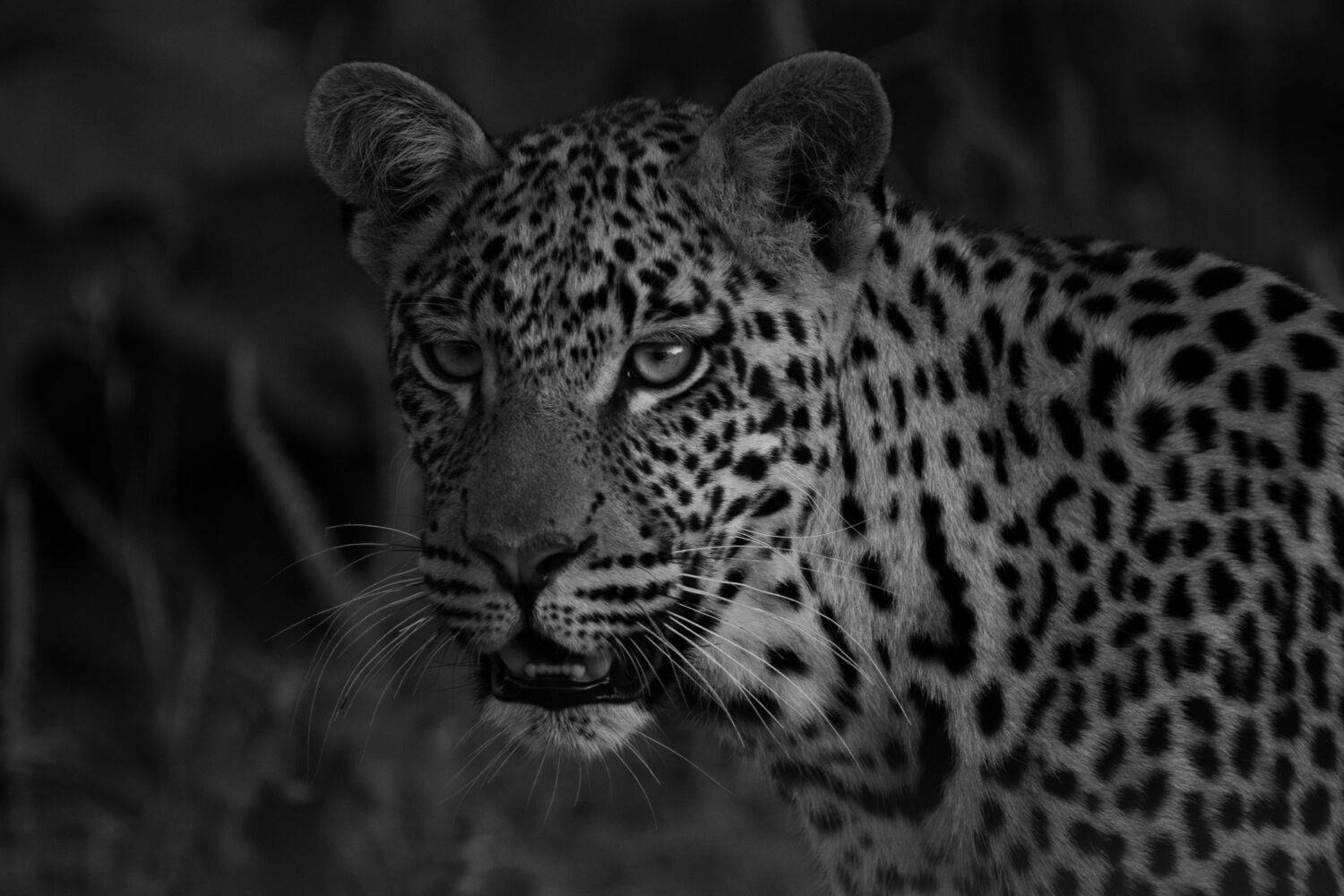 LEOPARD