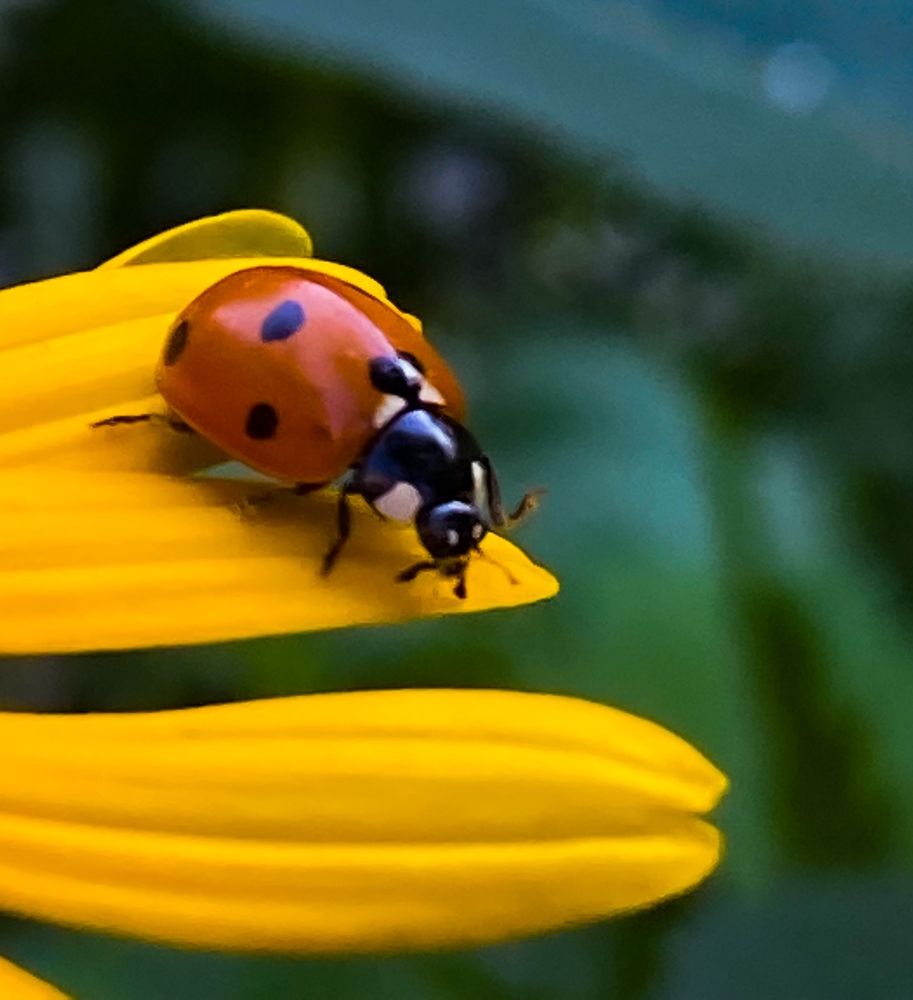 Photograph by Ольга Скиба