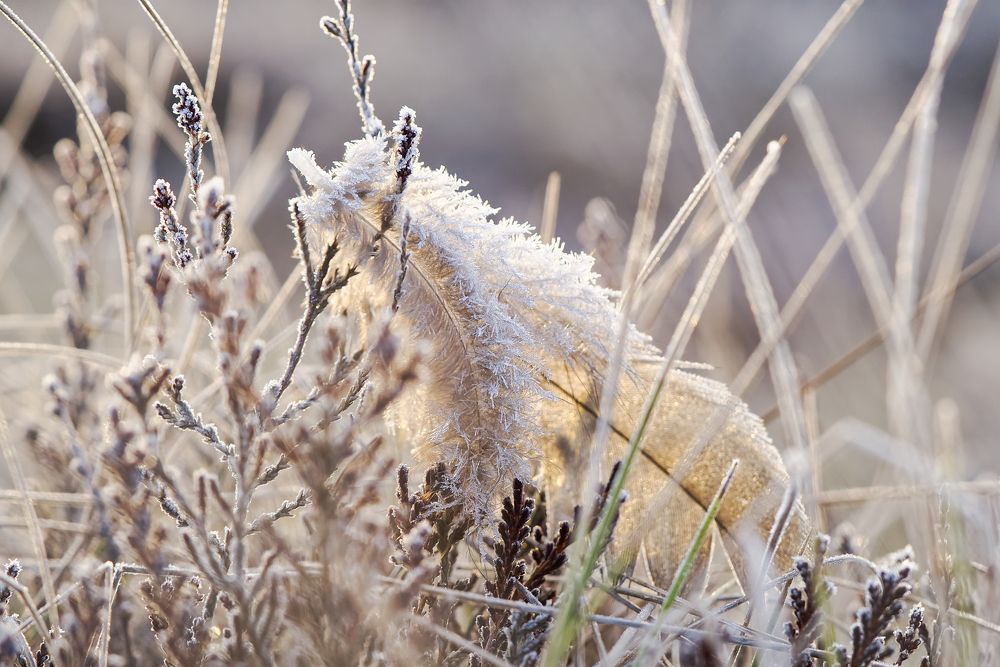 Photograph by Ilja Enger-Tsizikov