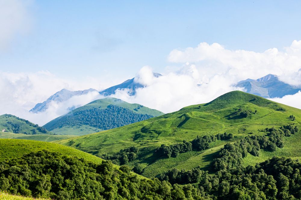 50 оттенков зеленого