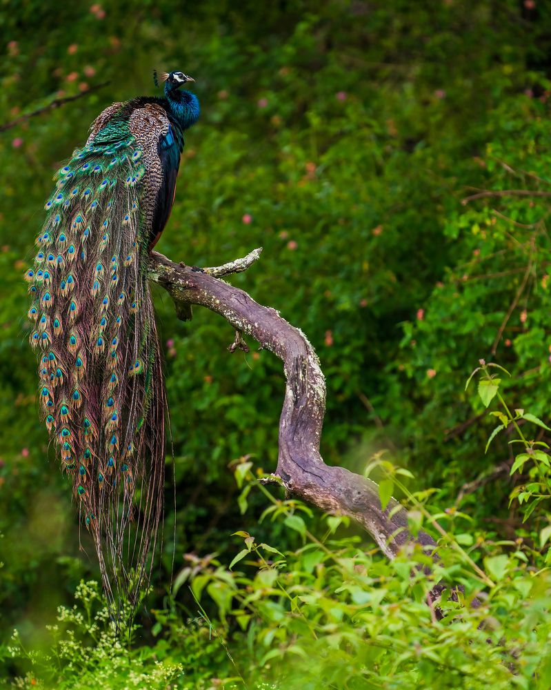 The Colour of Monsoon