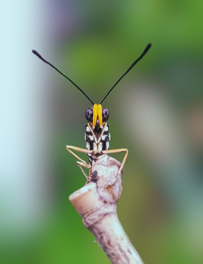 Photograph by Souvik Bhattacharyya