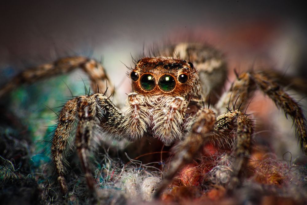 jumping spider