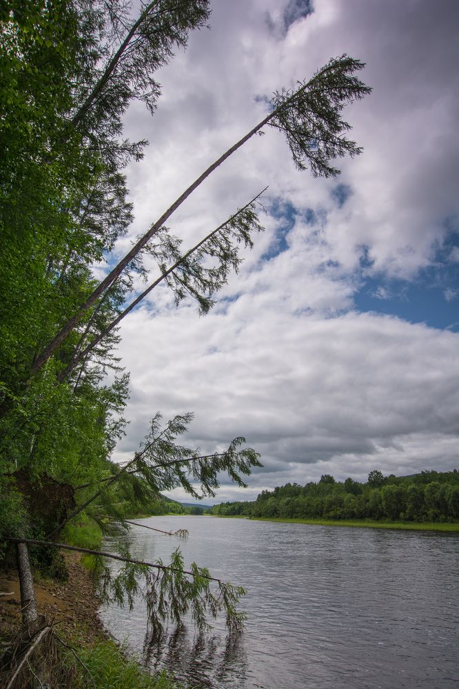 Деревья на реке