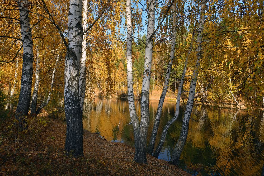 Березовая осень