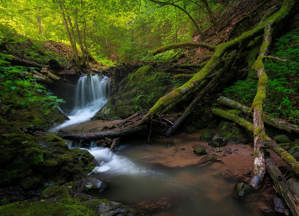 Photograph by Stan Cosmin