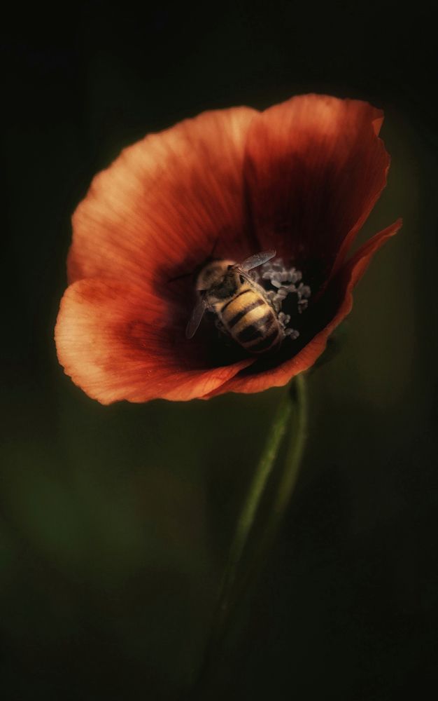 Фотография автора bahram pourshahbazi