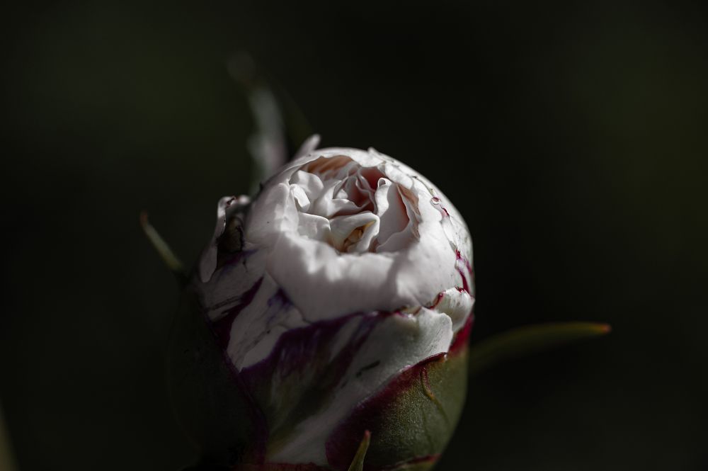 Pion's tender