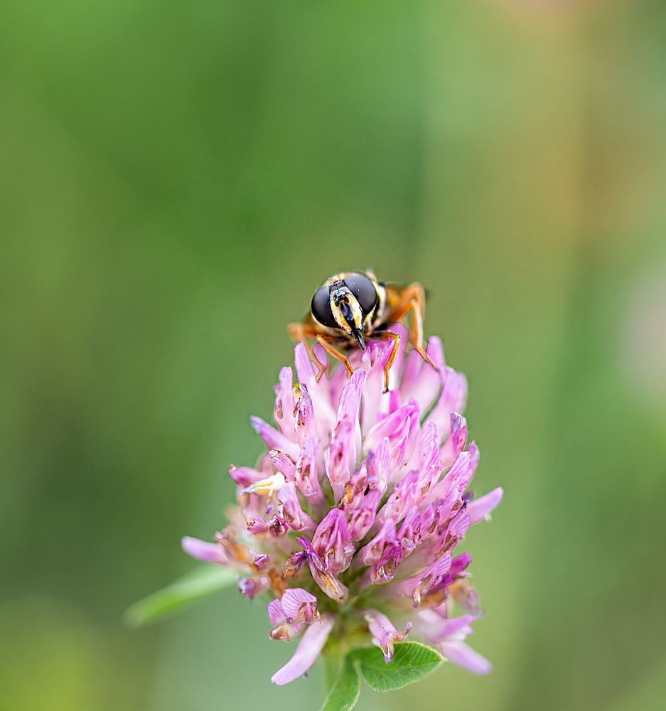 Photograph by ILONA KILA