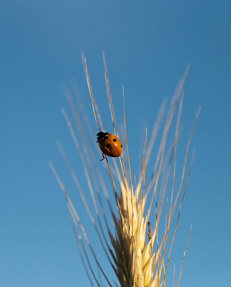 Photograph by ILONA KILA