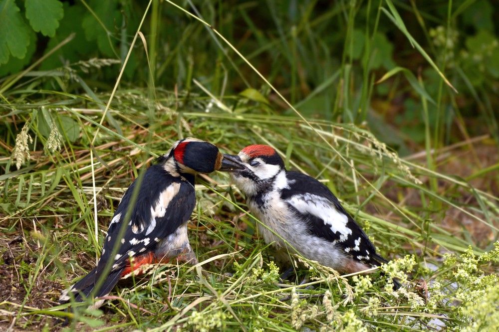 Фотография автора Рафаиль Садыков