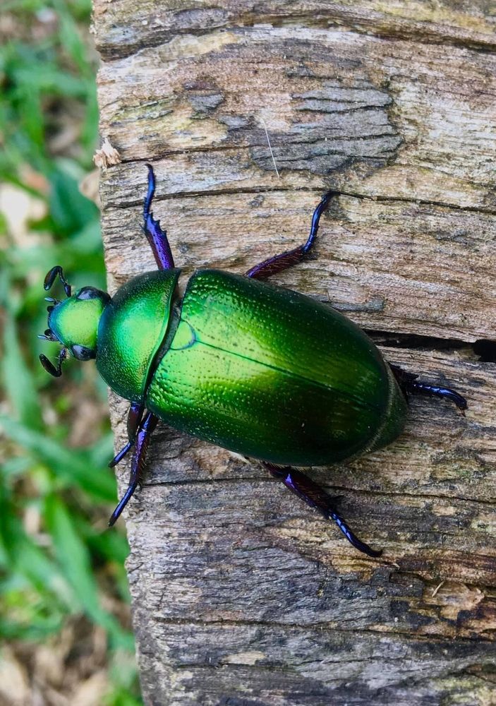 Besouro cor de colibri