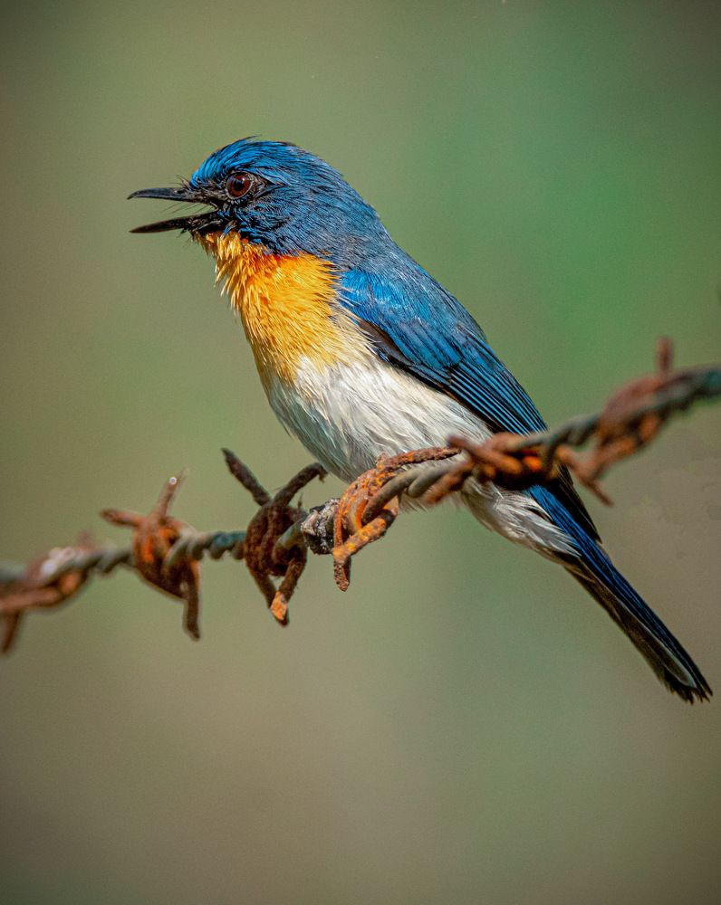 Tickells Blue Flycatcher