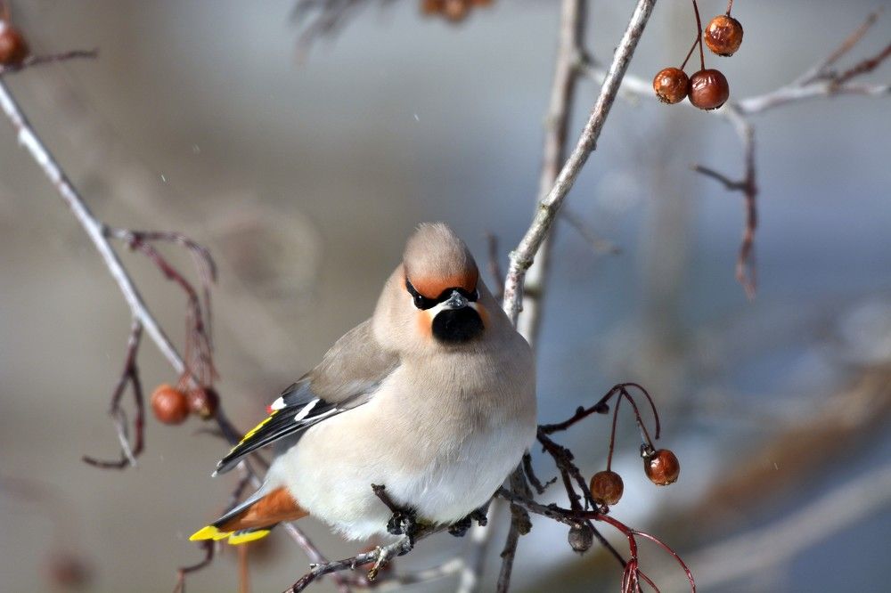 Свиристель.