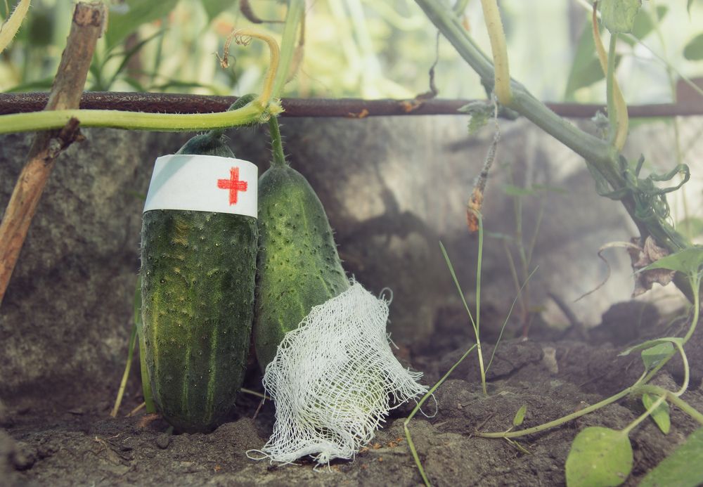 В больничном дворике