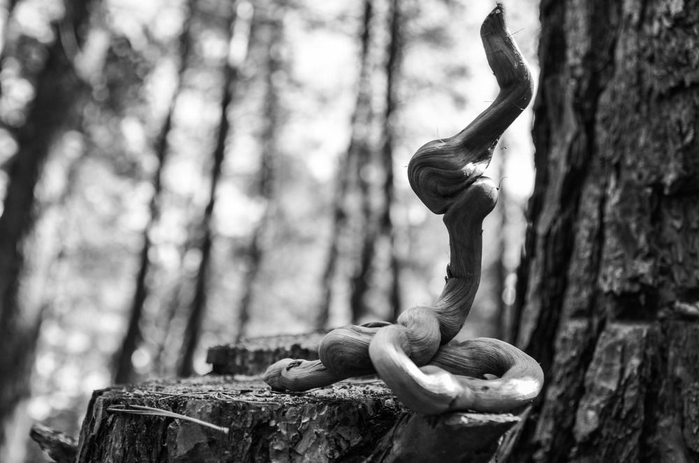 Бог Мой, ДЕРЕВО! Скажи...