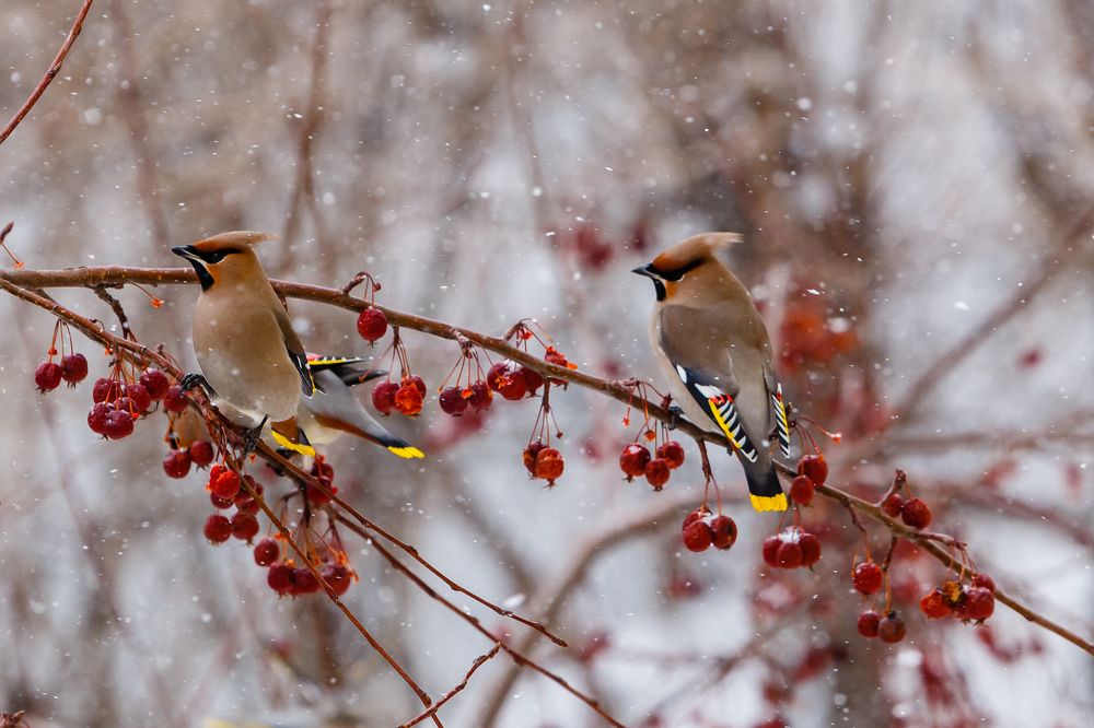 Photograph by Сергей Ларин