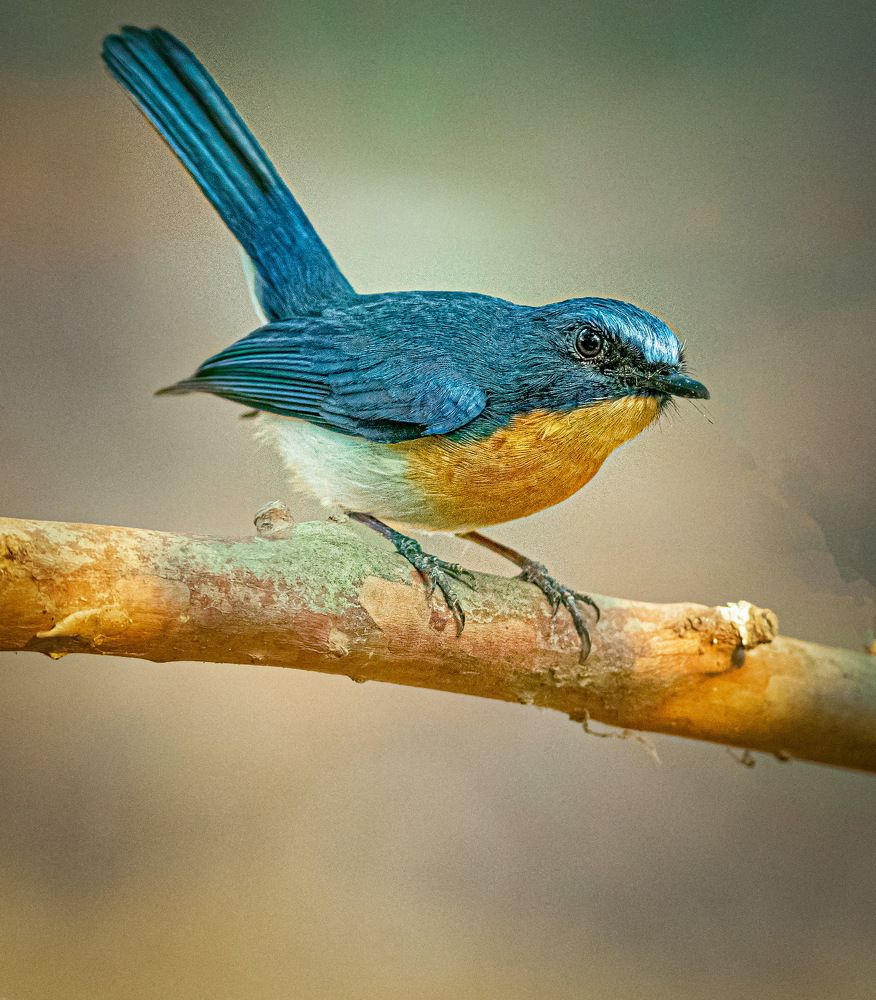 Фотография автора Pallab Ghosh