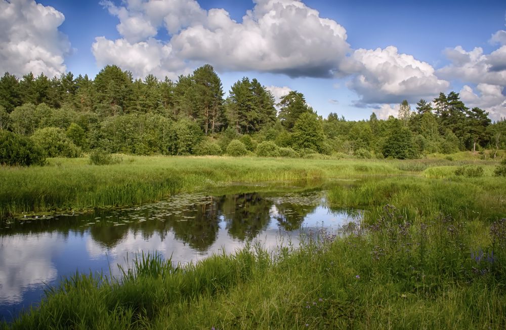 Лето на реке Волчина.