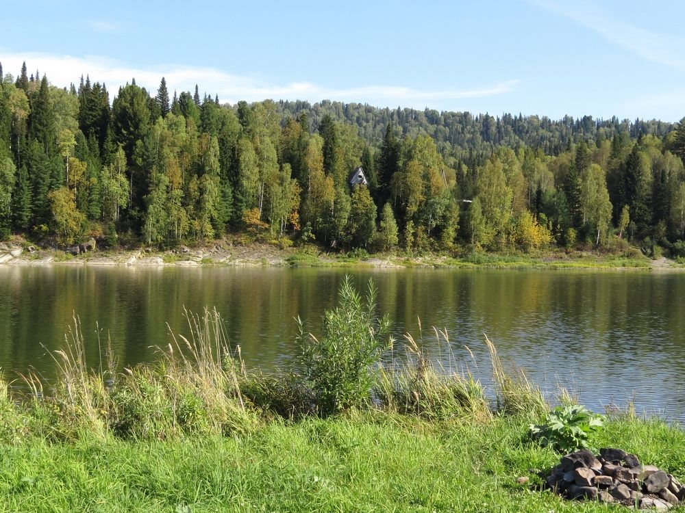 Лес у берега