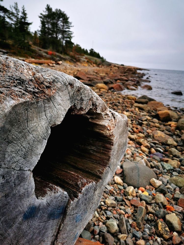 На берегу Белого моря.