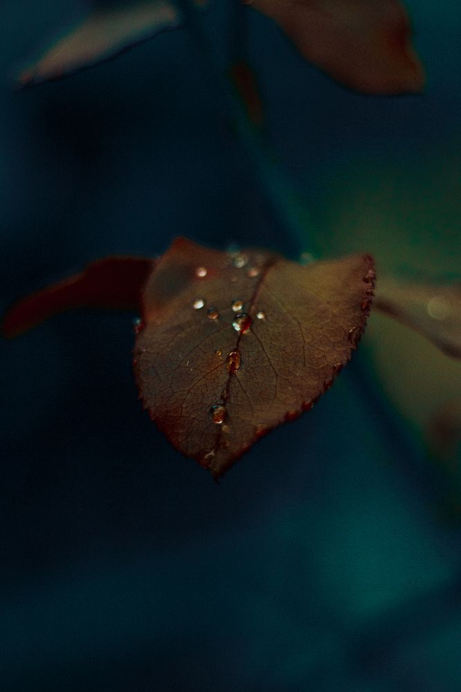 Photograph by Jared Clement