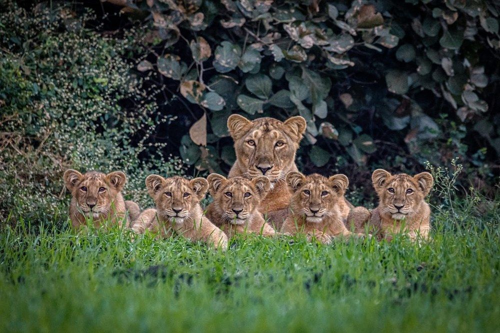 Moter and cubs