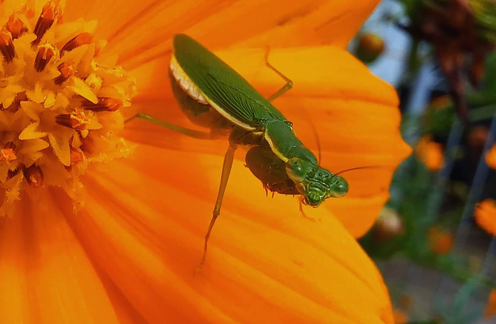 Praying mantis