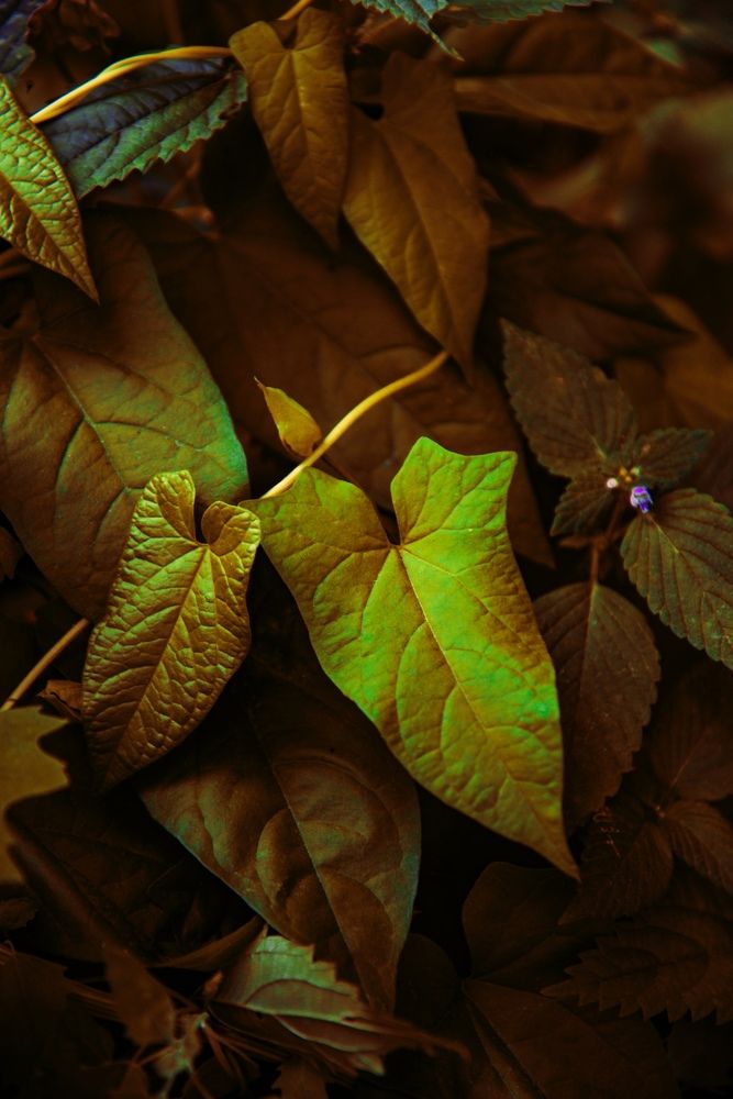 Photograph by Анастасия Хованская