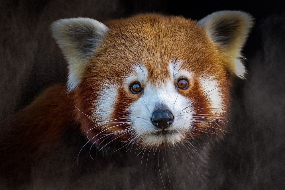 Red Panda
