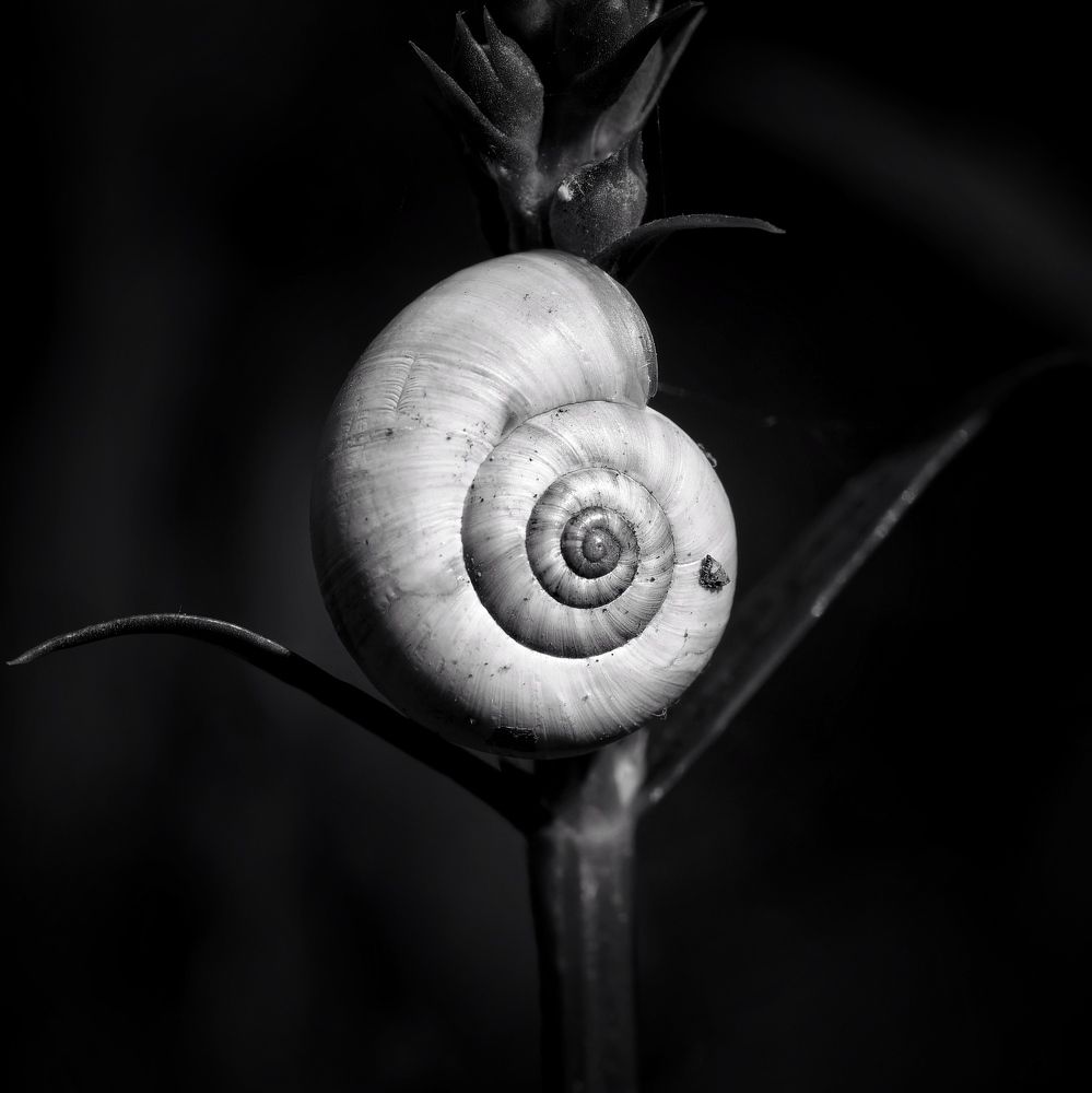 Photograph by Boris Dmitijeff