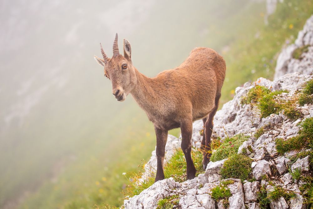Фотография автора Simon Kovačič