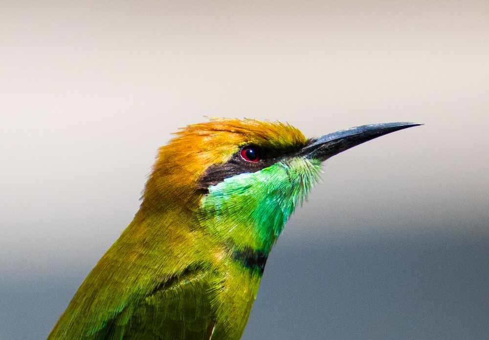 Photograph by Akshay P Pillai