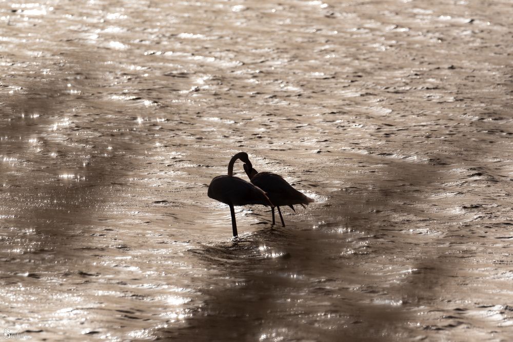 Photograph by Stefano