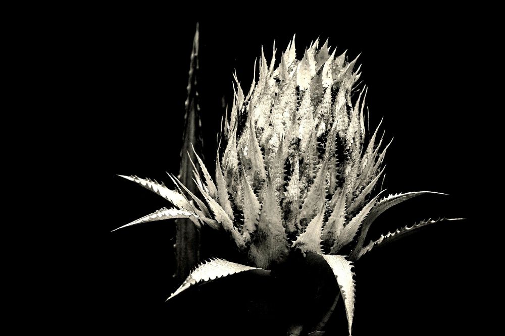 Photograph by Carmem De Luca