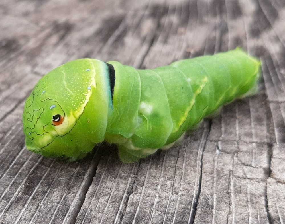 Photograph by Олеся Ивановна Жанько