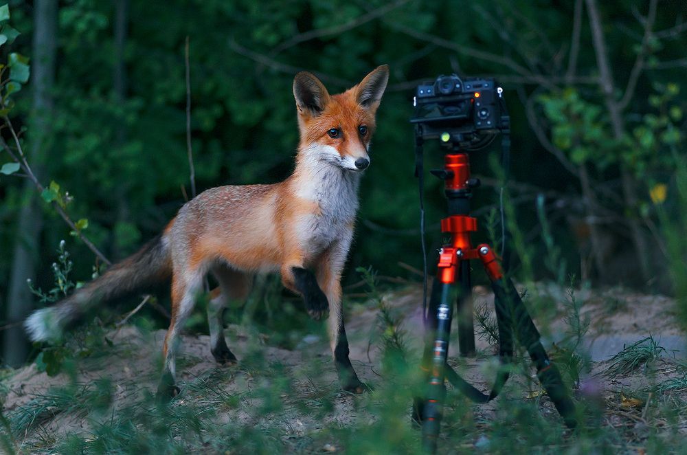 Photograph by Анна Острянко