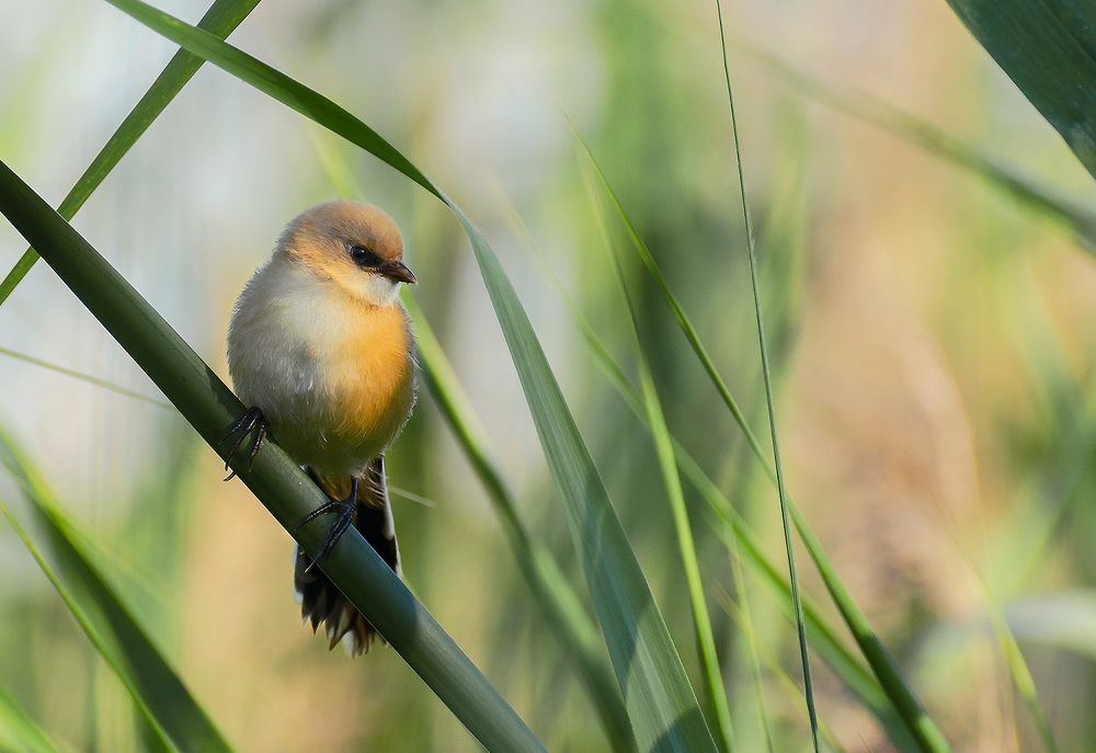 Photograph by Анна Острянко