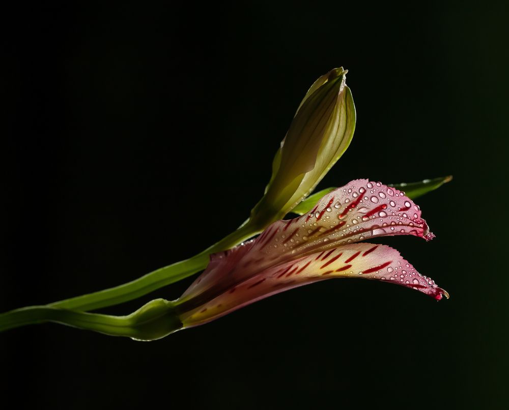 Photograph by Марина Новожилова