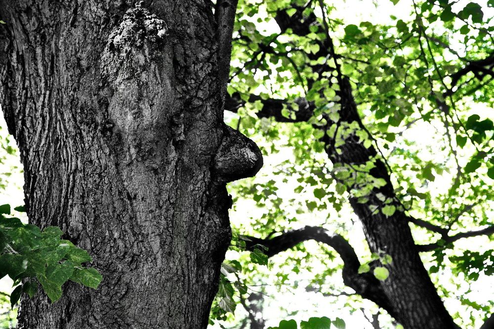 Лесовик…!!!