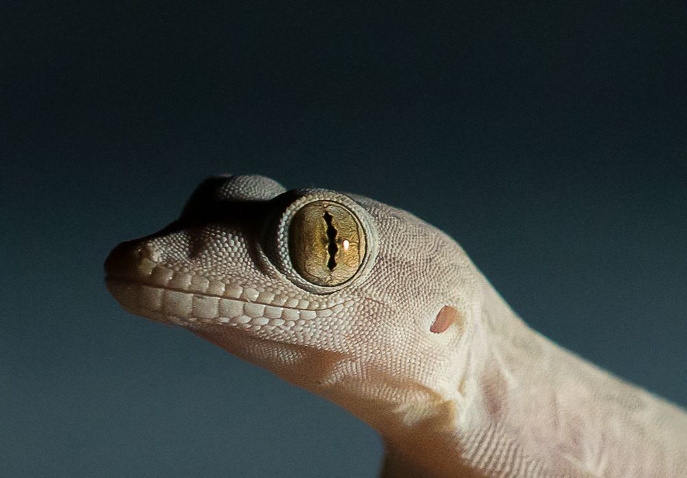 Focused Lizard