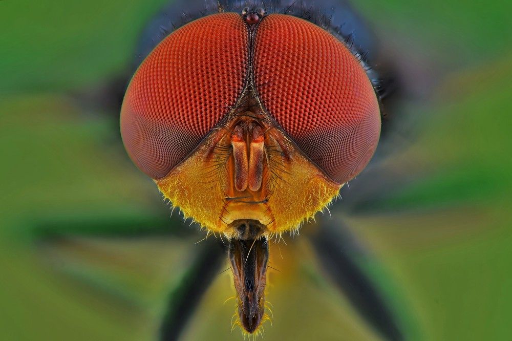 Head Of a Fly